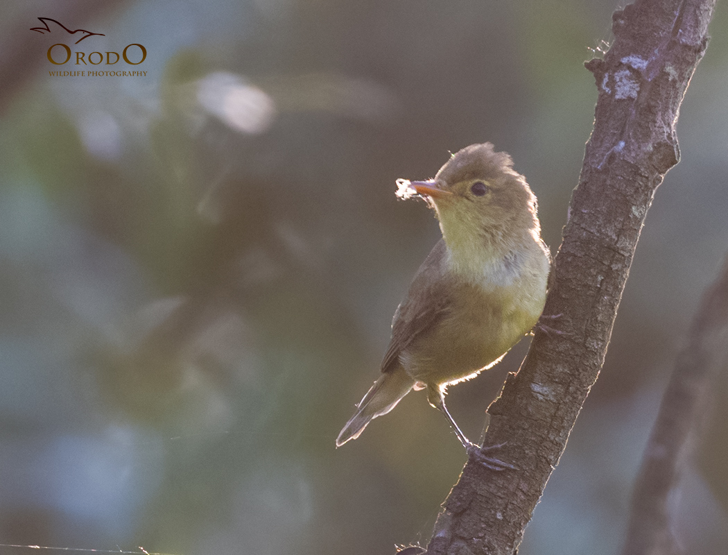Icterine Warbler