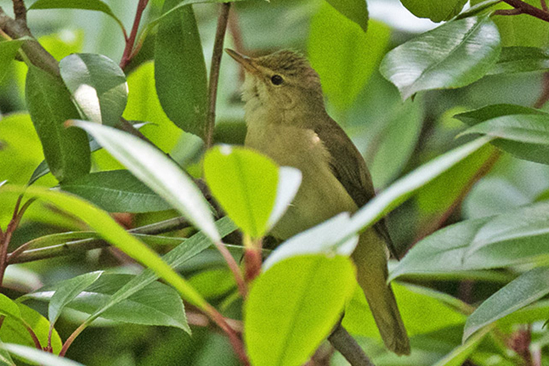 Marsh Warbler