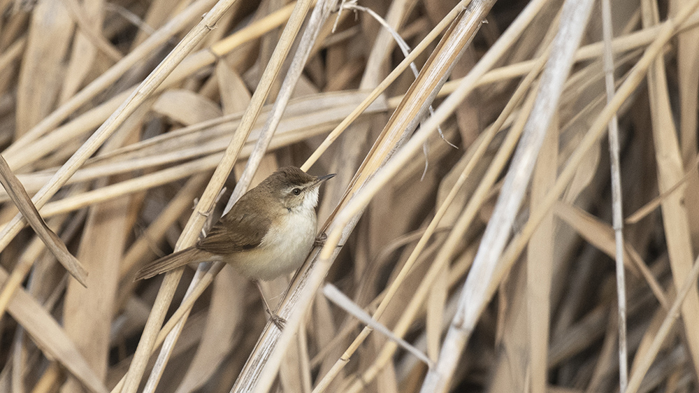 Paddyfield Warbler