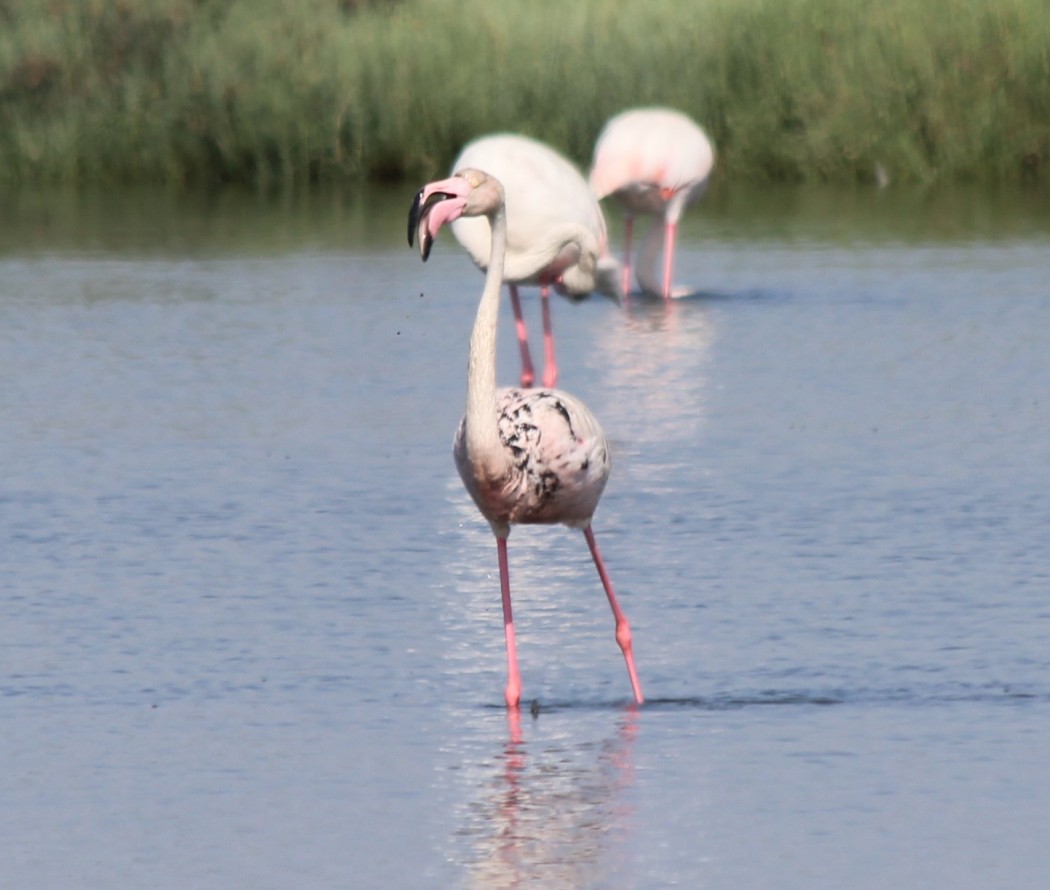 Greater Flamingo