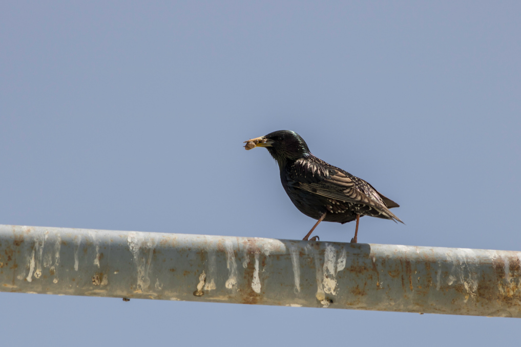 Common Starling