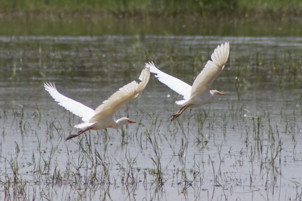 Western Cattle Egret