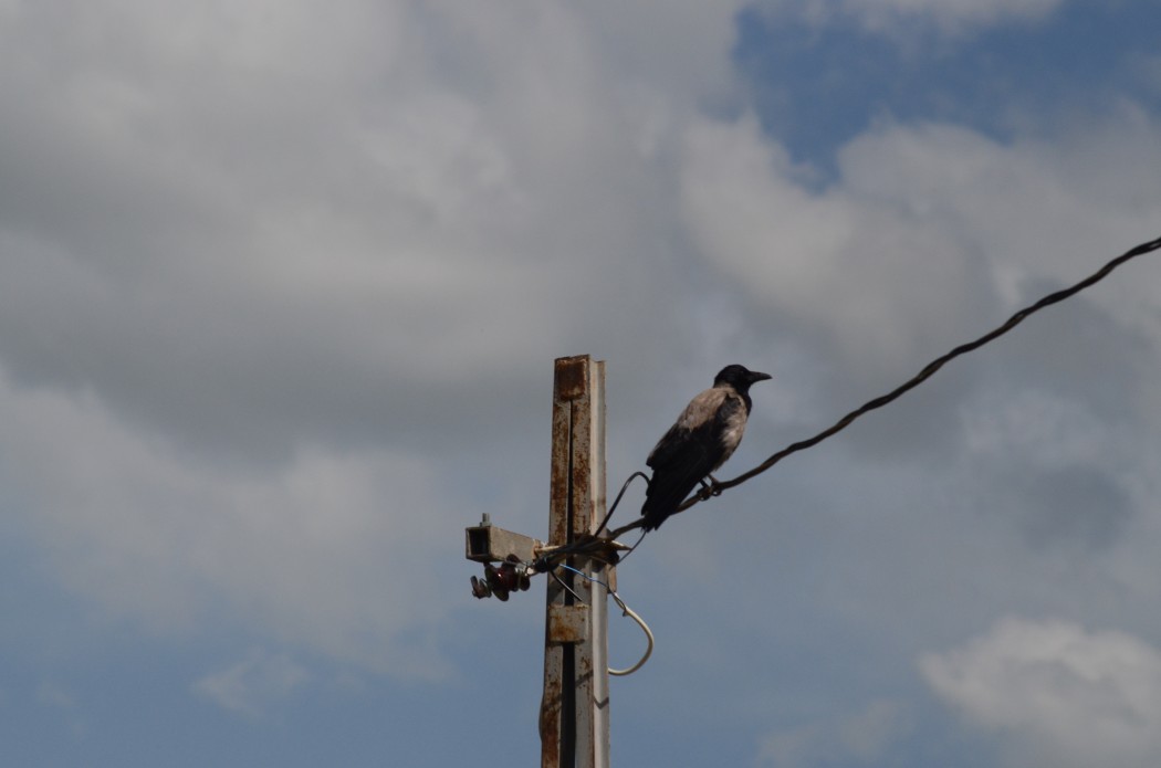 Hooded Crow