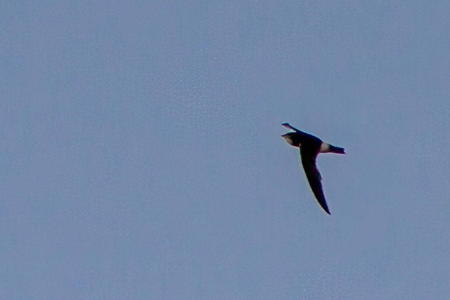Little Swift