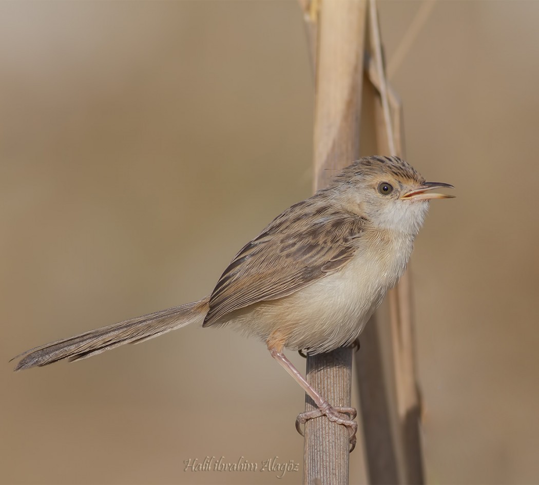 Zitting Cisticola