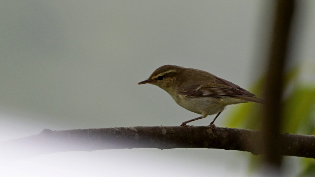 Green Warbler