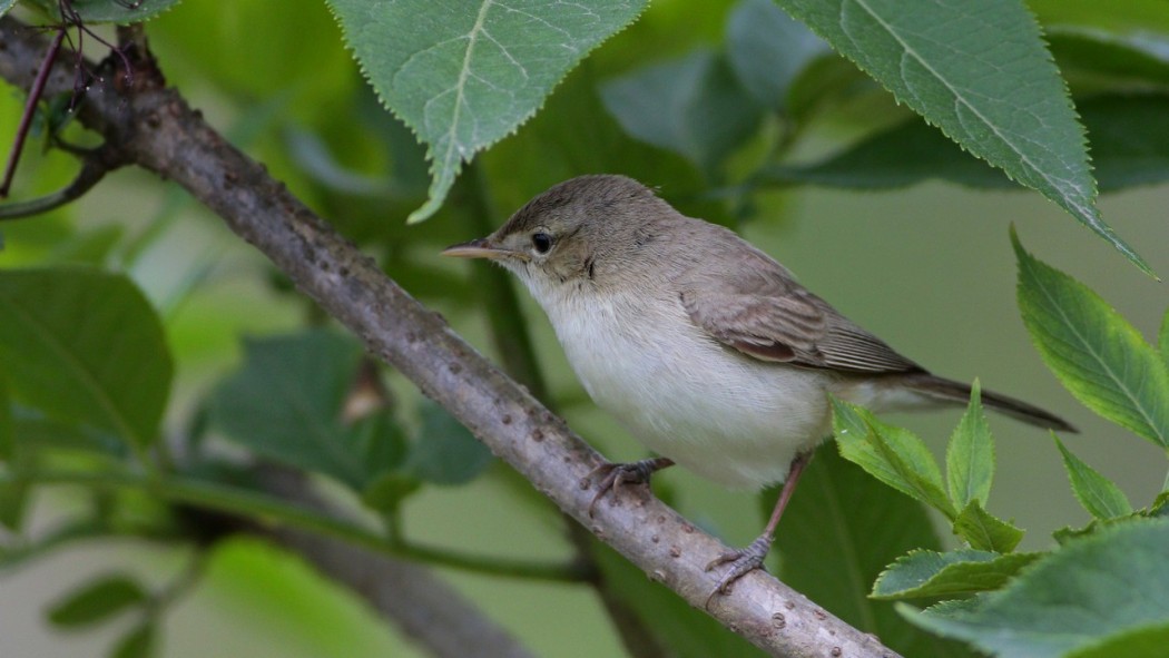 Eastern Olivaceous Warbler