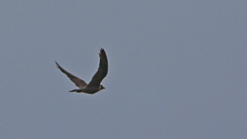 Peregrine Falcon