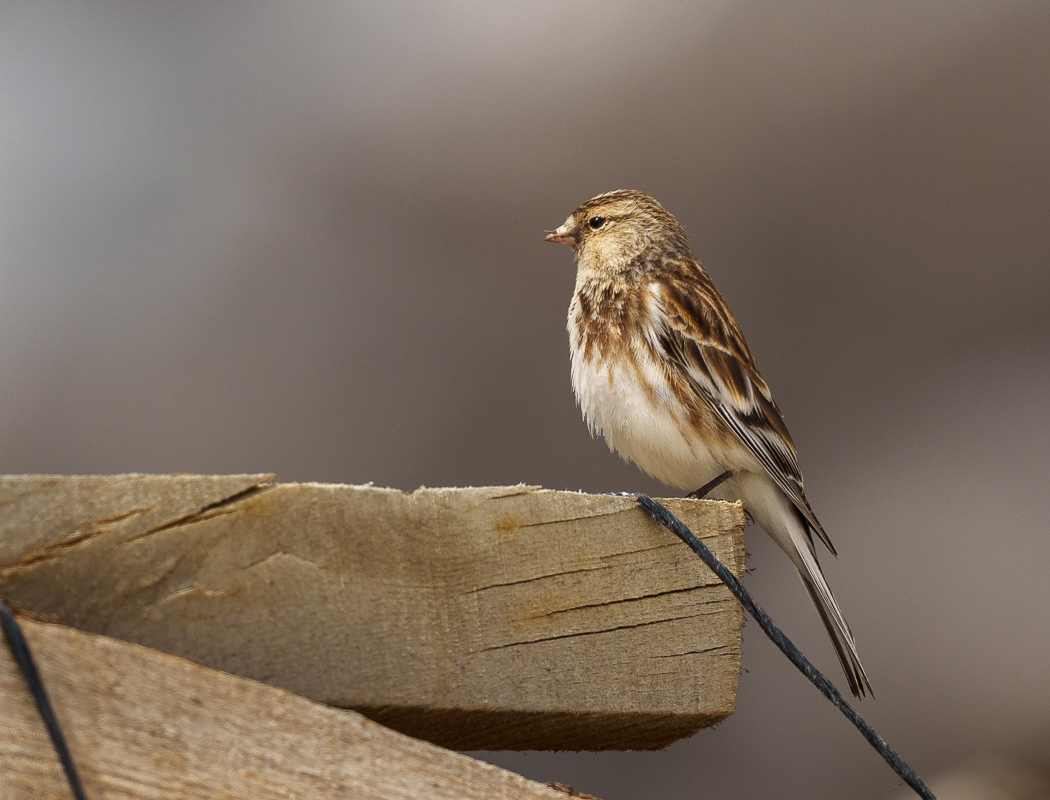 Twite