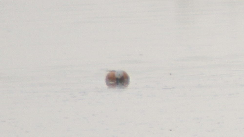 Ruddy Shelduck