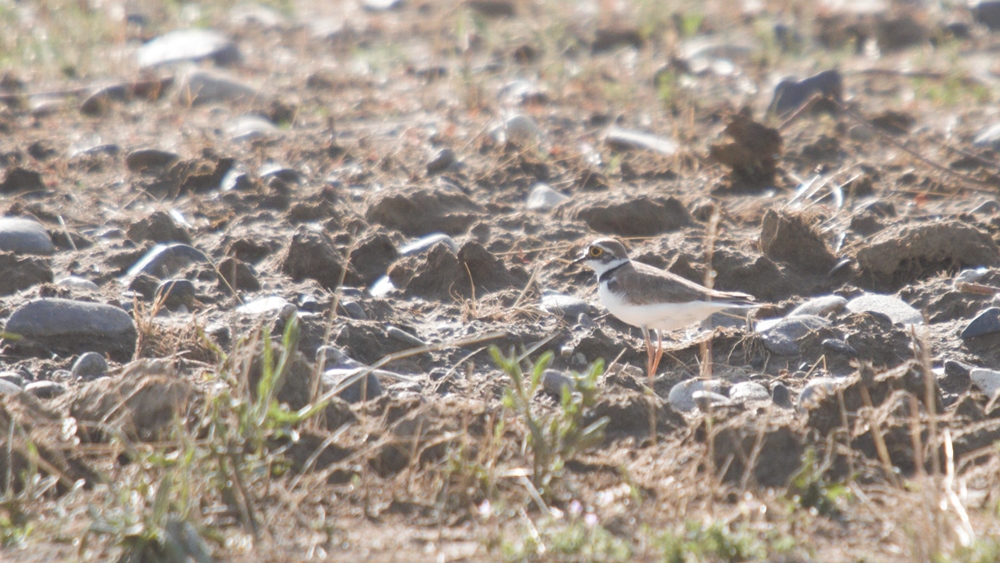 Little Ringed Plover