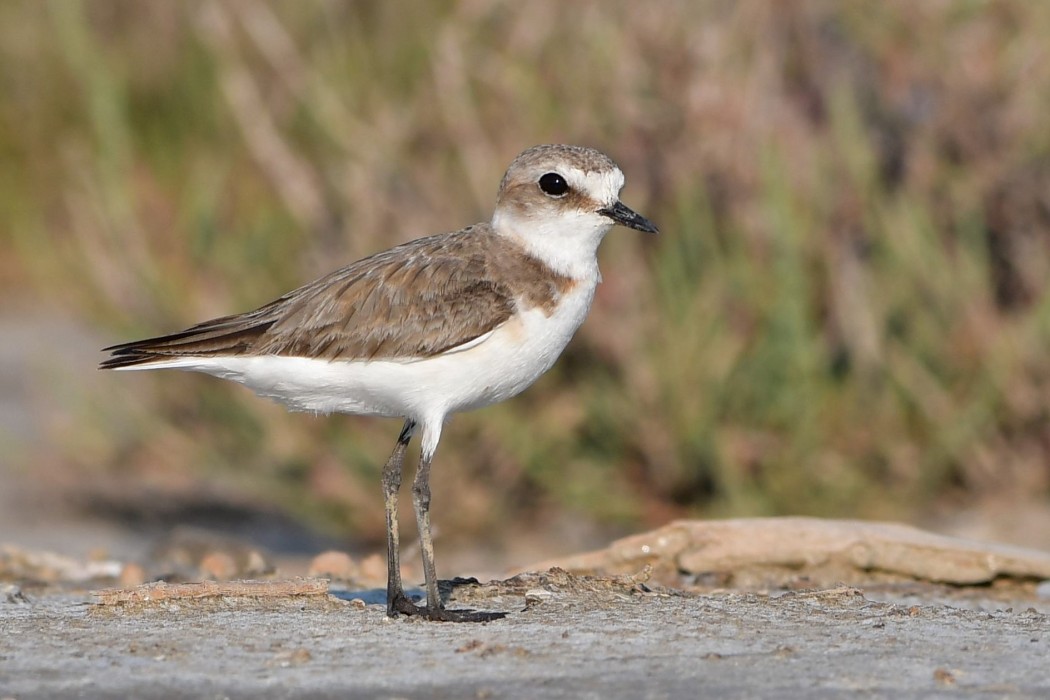 Kentish Plover