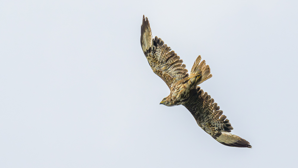 European Honey Buzzard