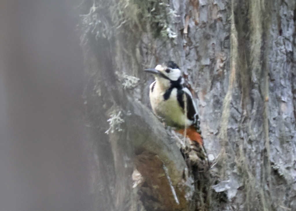 Great Spotted Woodpecker