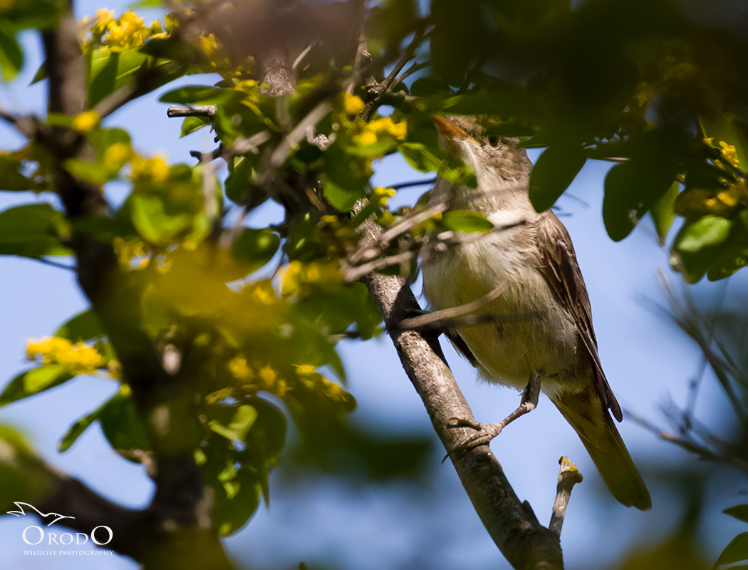 Olive-tree Warbler