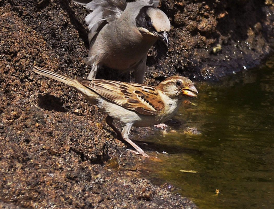 House Sparrow