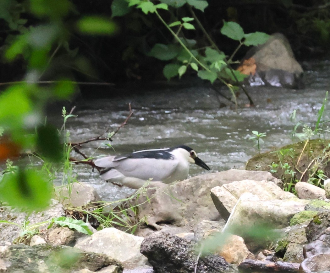 Black-crowned Night Heron