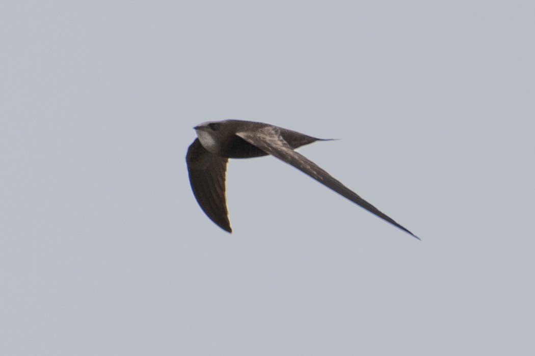 Pallid Swift