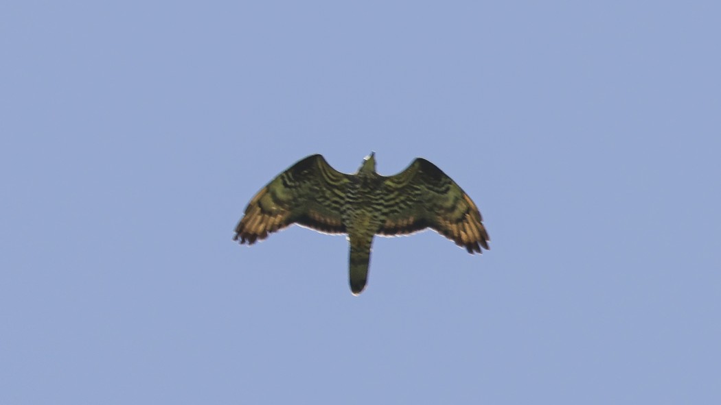 European Honey Buzzard