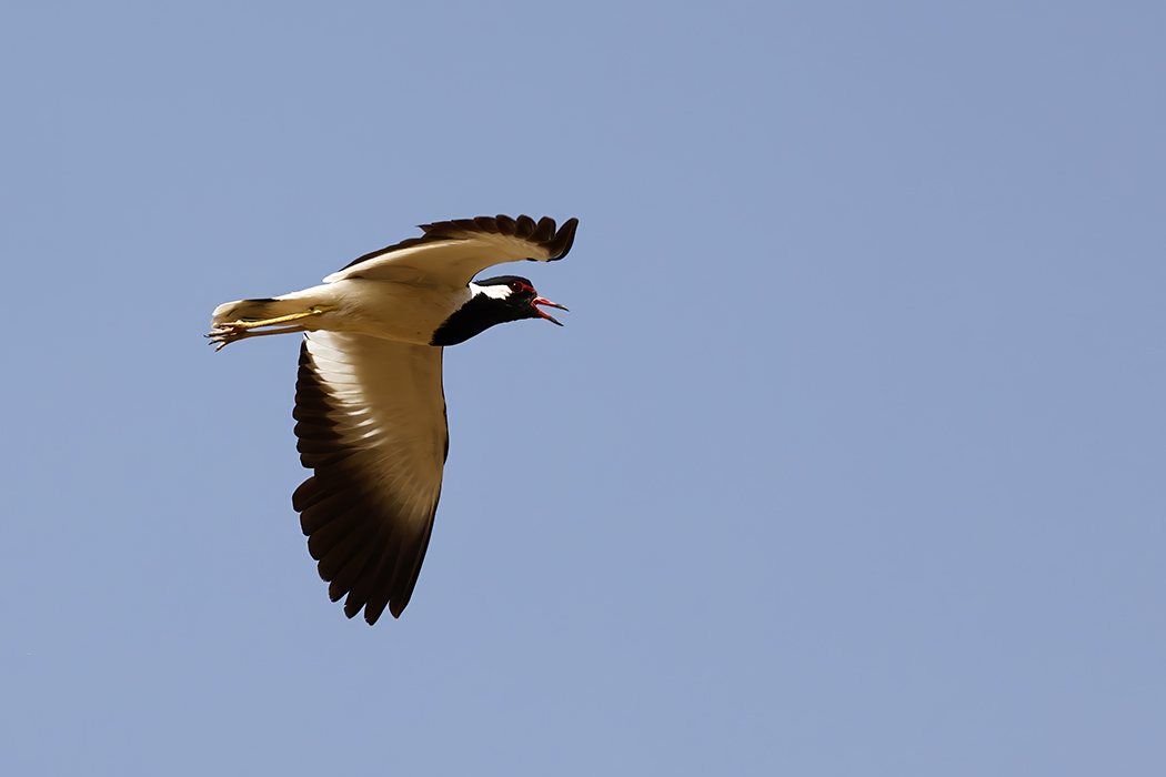 Red-wattled Lapwing