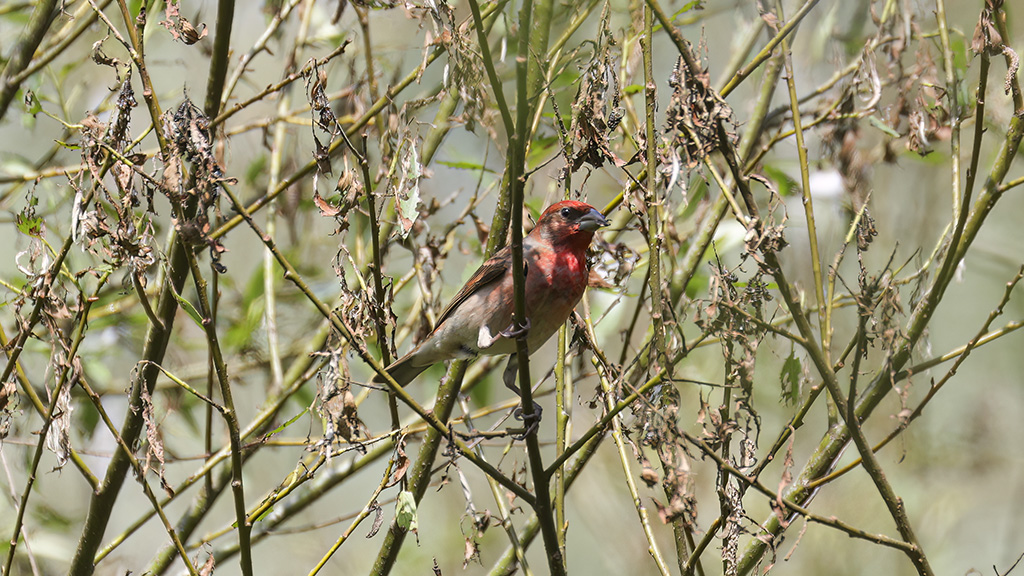 Common Rosefinch