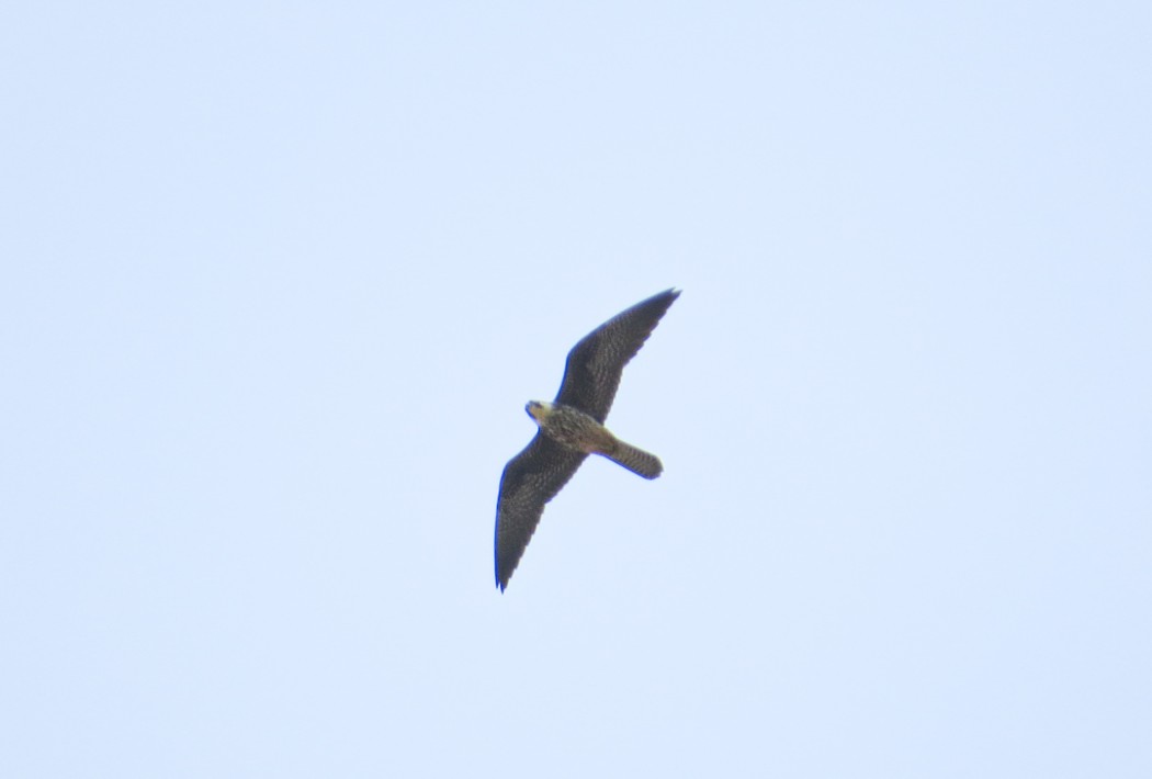 Red-footed Falcon