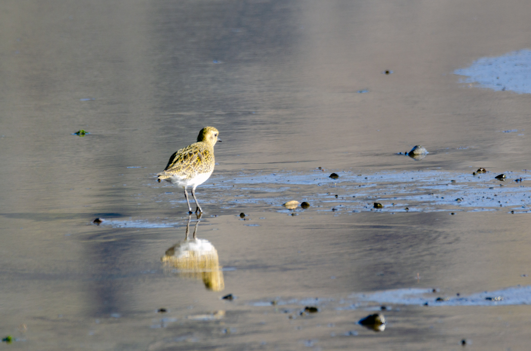 European Golden Plover