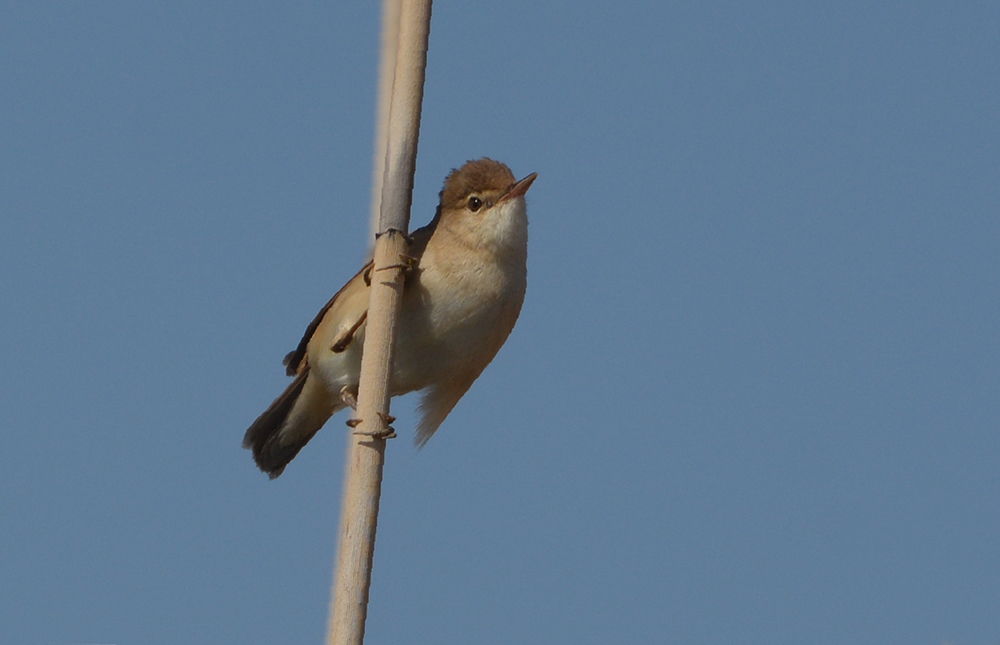 Common Reed Warbler