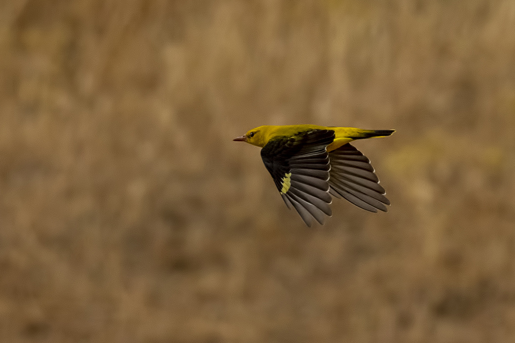 Eurasian Golden Oriole