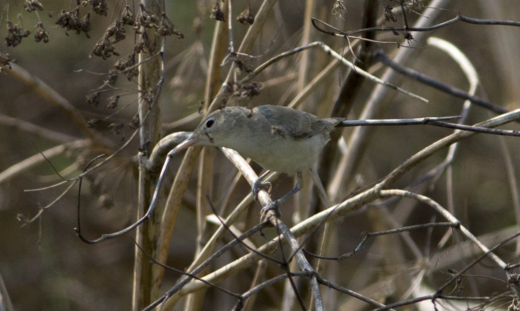 Icterine Warbler