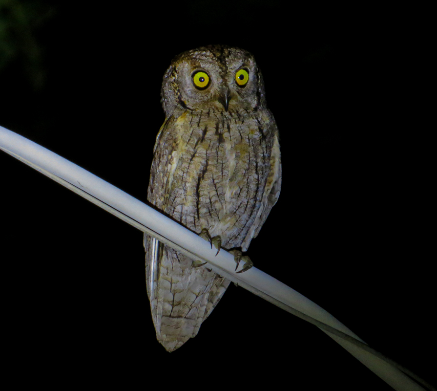 Eurasian Scops Owl