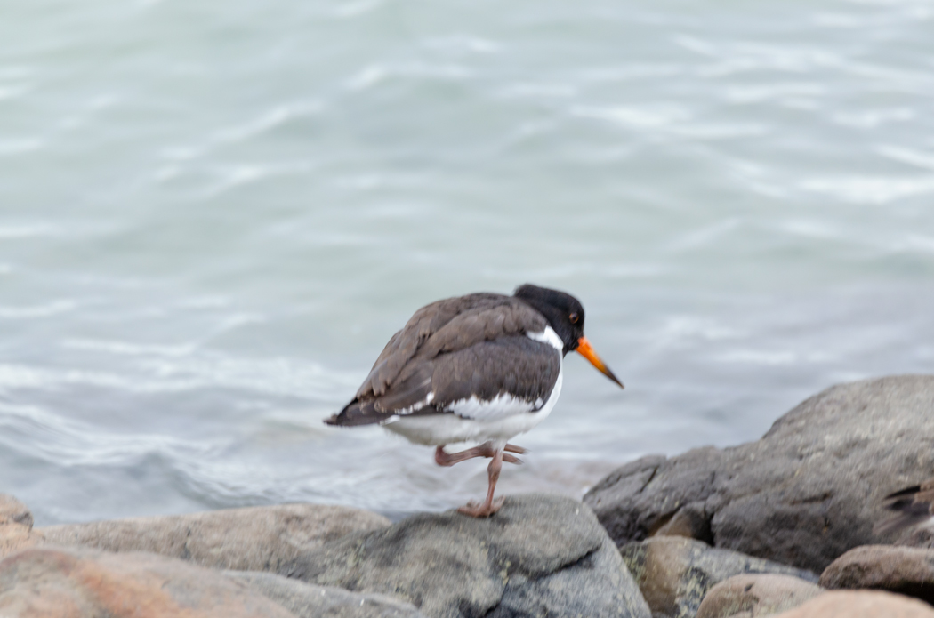 Eurasian Oystercatcher