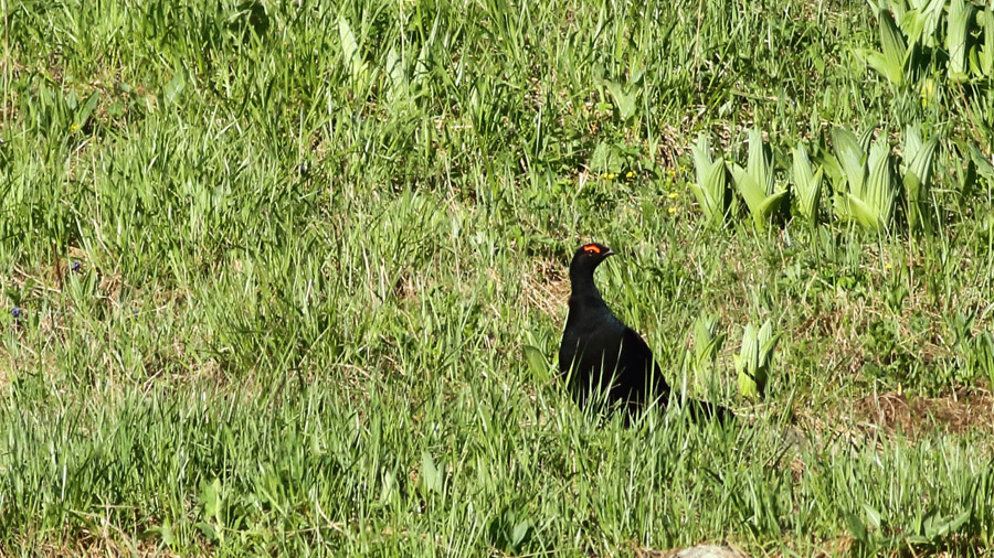 Caucasian Grouse