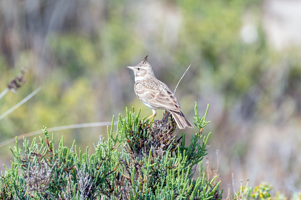 Crested Lark