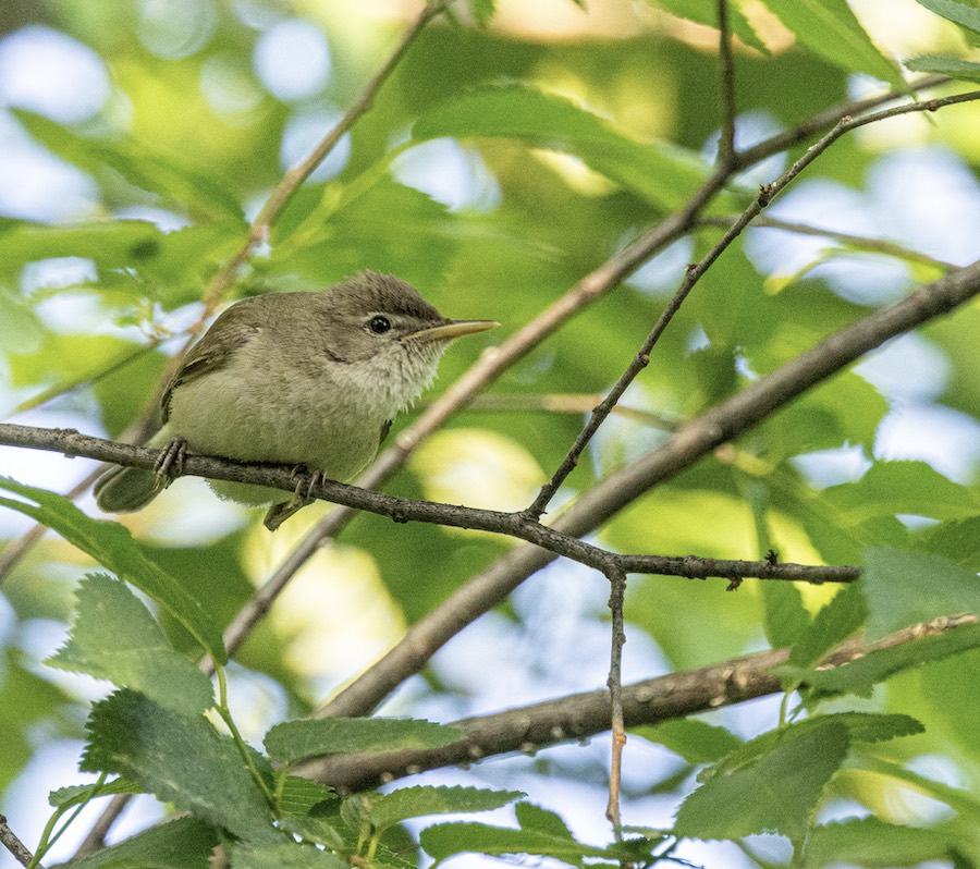 Eastern Olivaceous Warbler