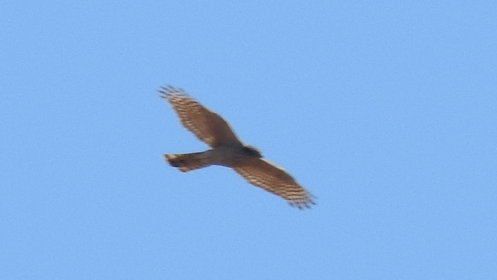 Eurasian Sparrowhawk