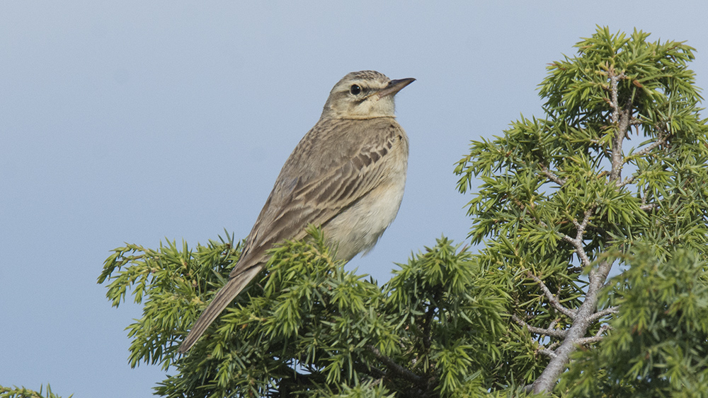 Tawny Pipit