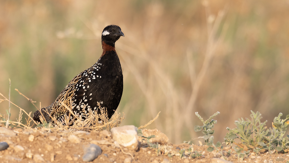 Black Francolin