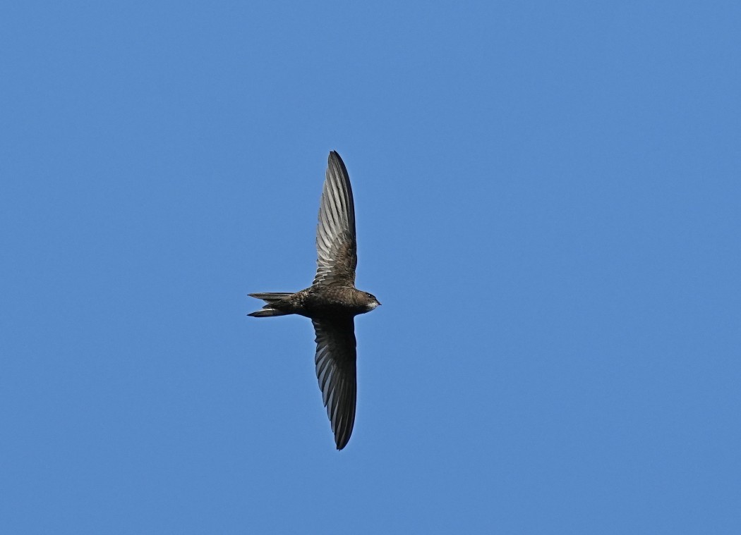 Common Swift
