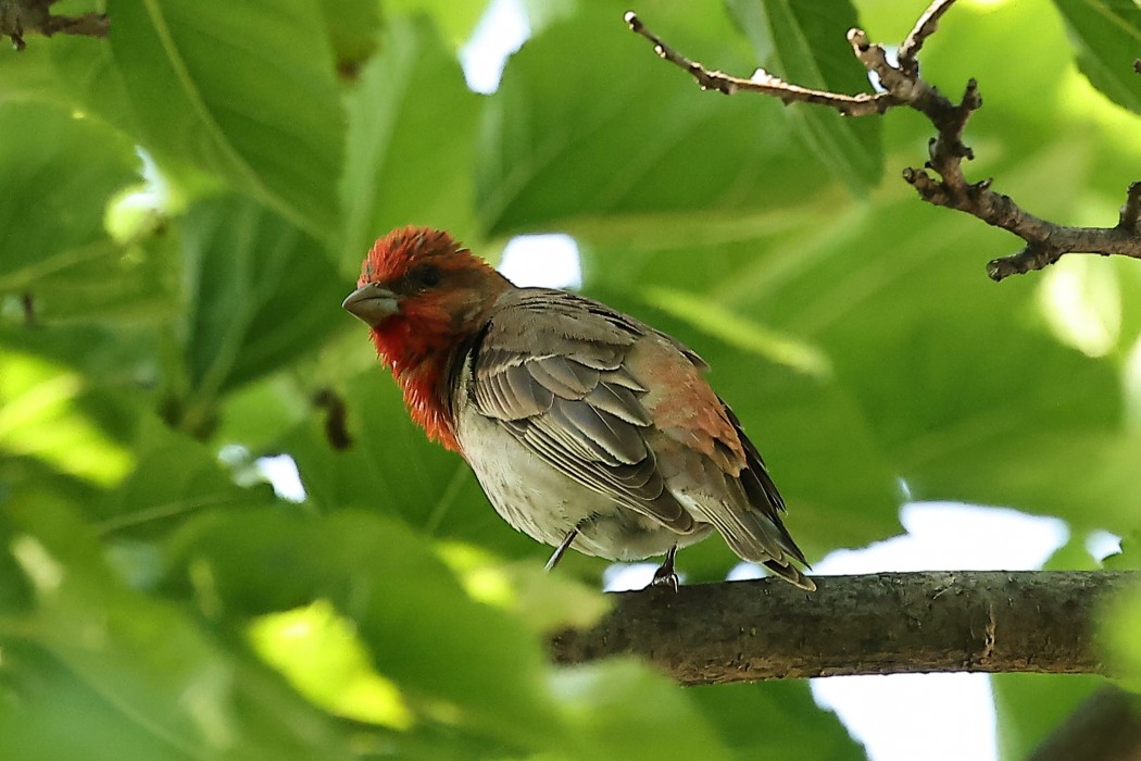 Common Rosefinch