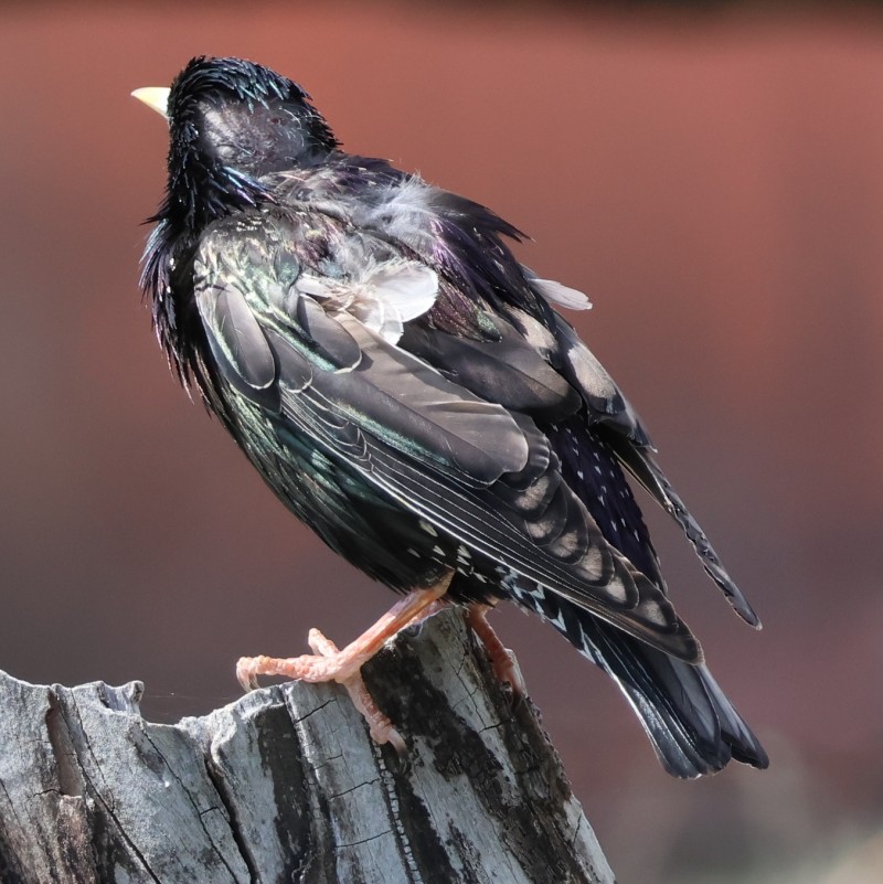 Common Starling