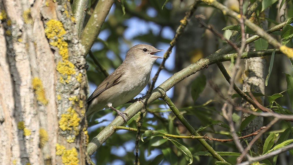 Garden Warbler
