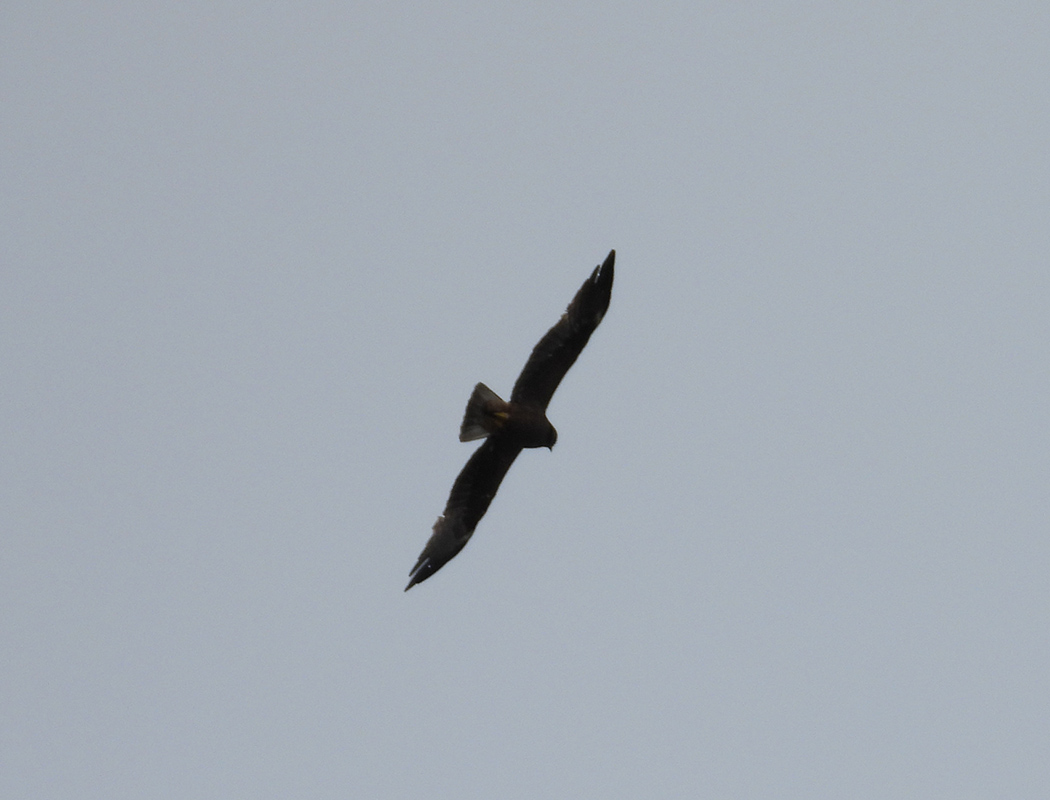 Western Marsh Harrier