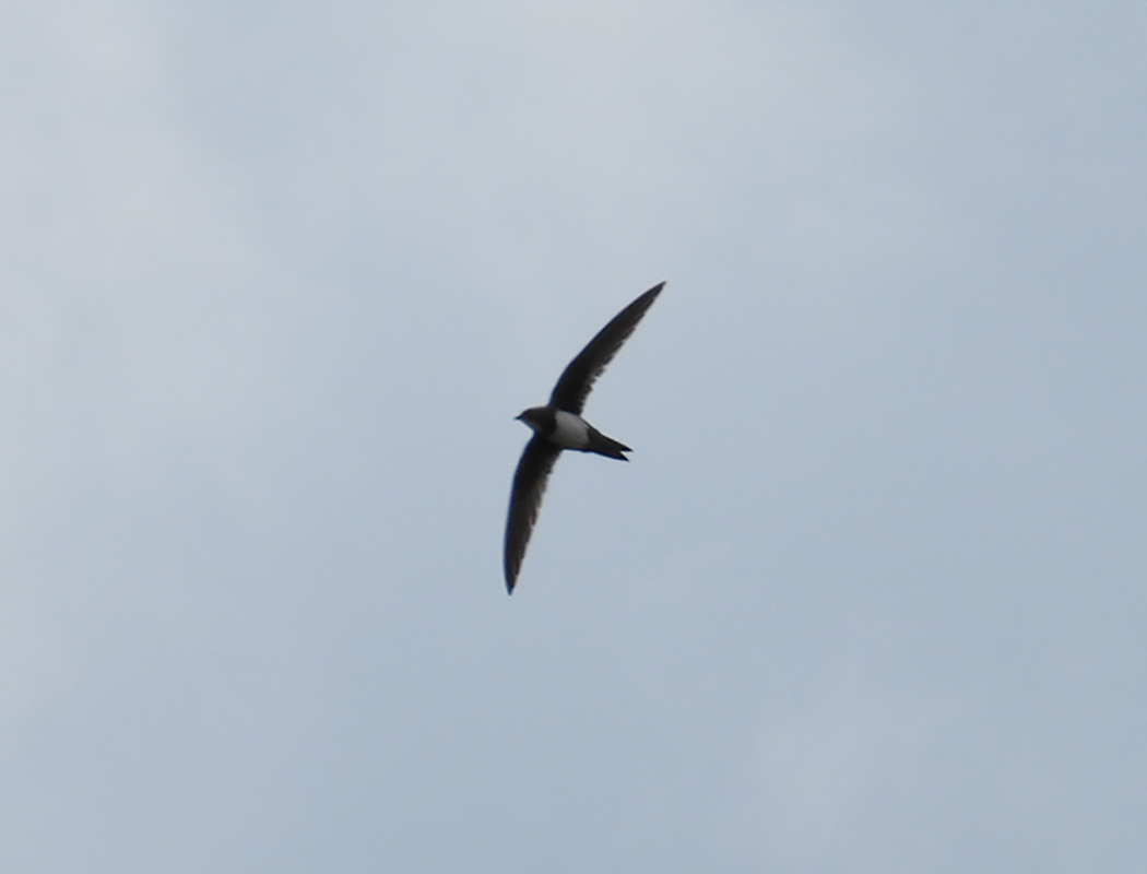 Alpine Swift