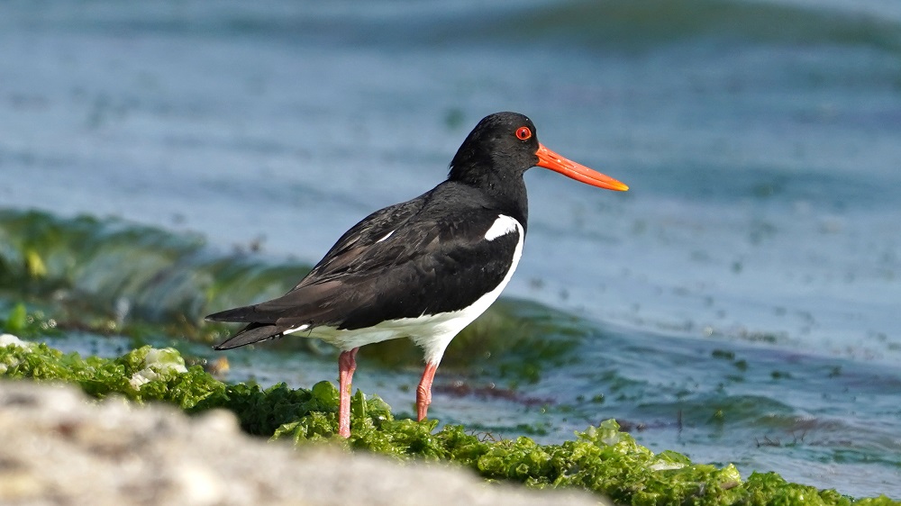 Eurasian Oystercatcher