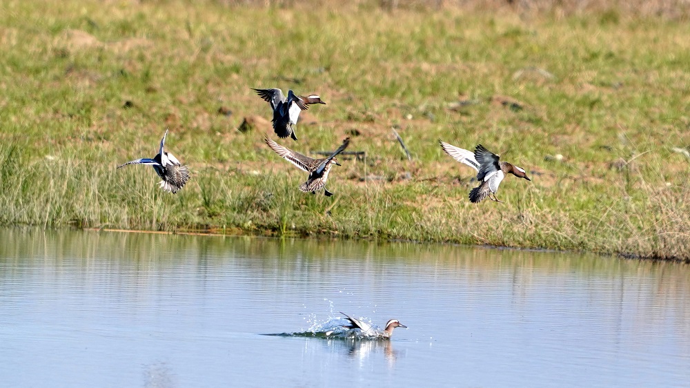 Garganey