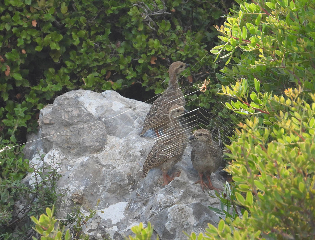 Chukar Partridge