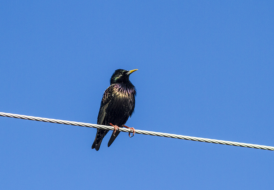 Common Starling