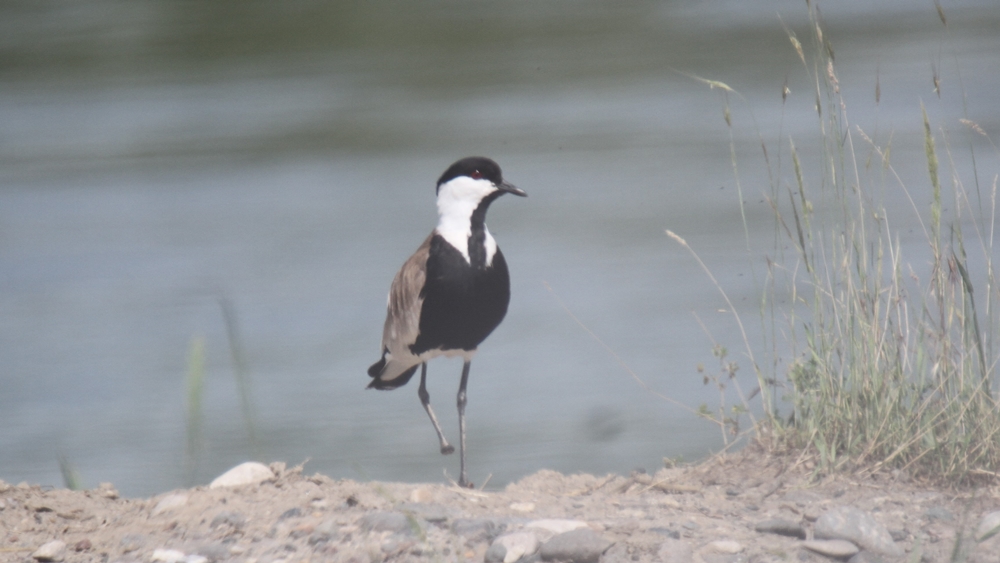 Spur-winged Lapwing