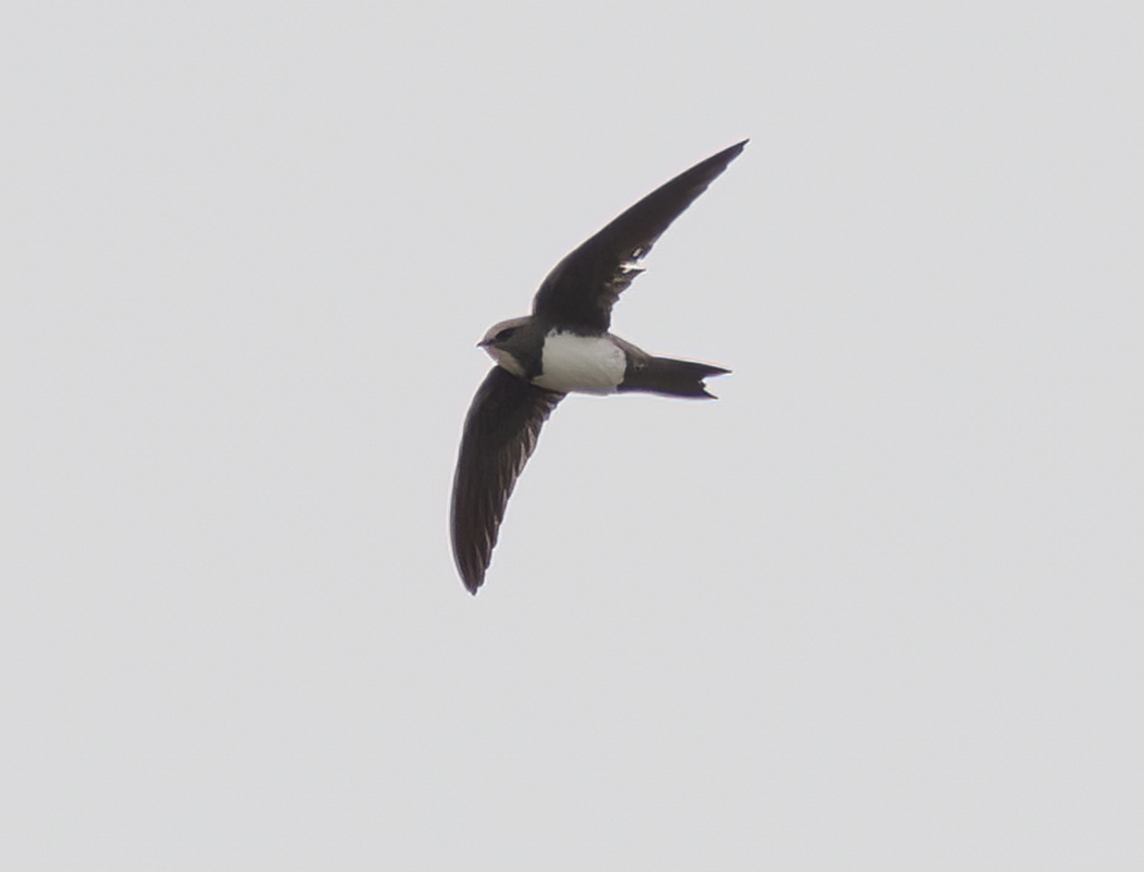 Alpine Swift